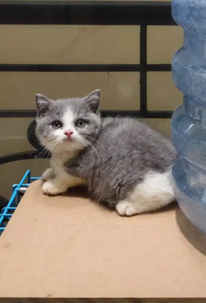 Kitten BSH British Short Hair Lineped Betina Calico Bico