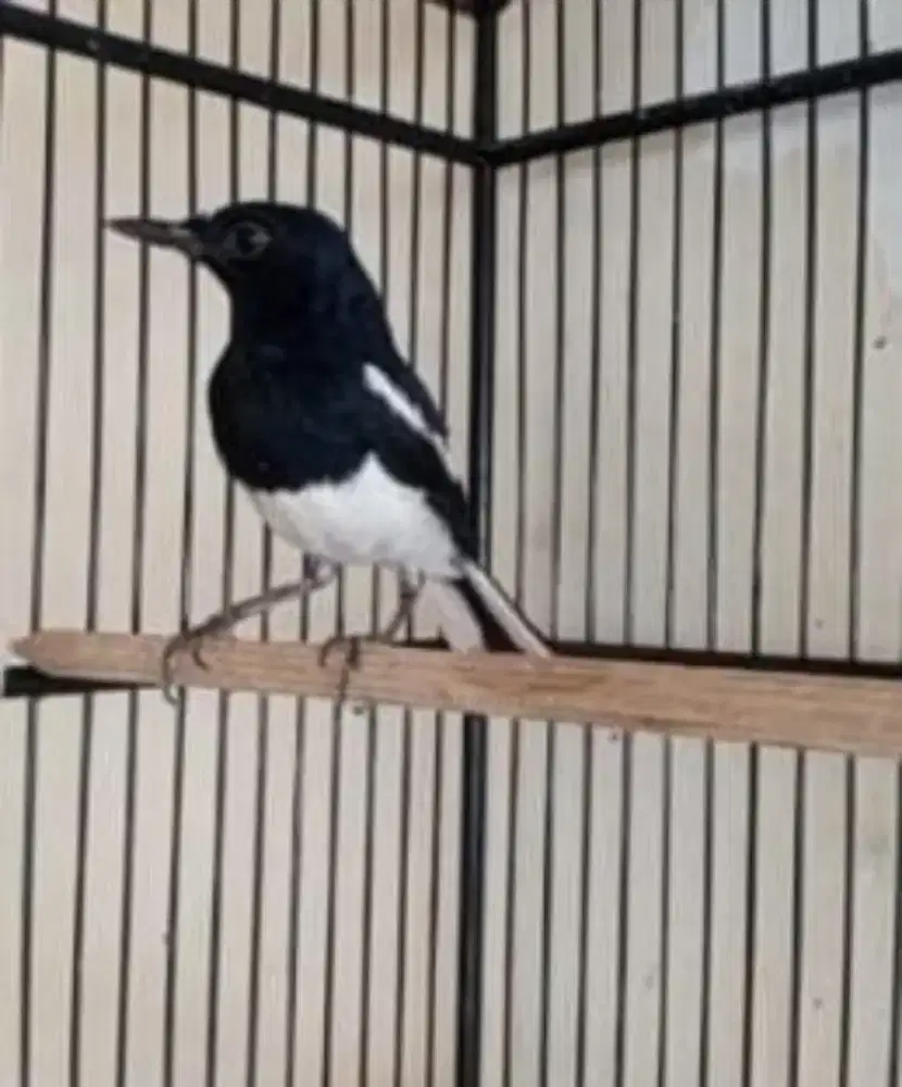 Kacer dapur sehat bunyi video da