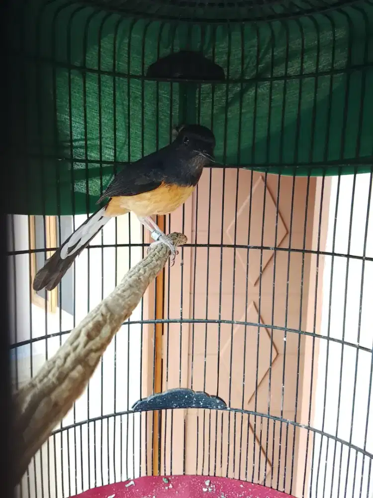 Jual burung murai Betina