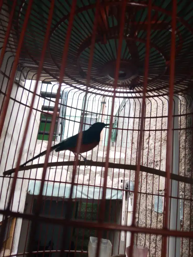 Jual murai bordan Kaltim bodi big Fulset.