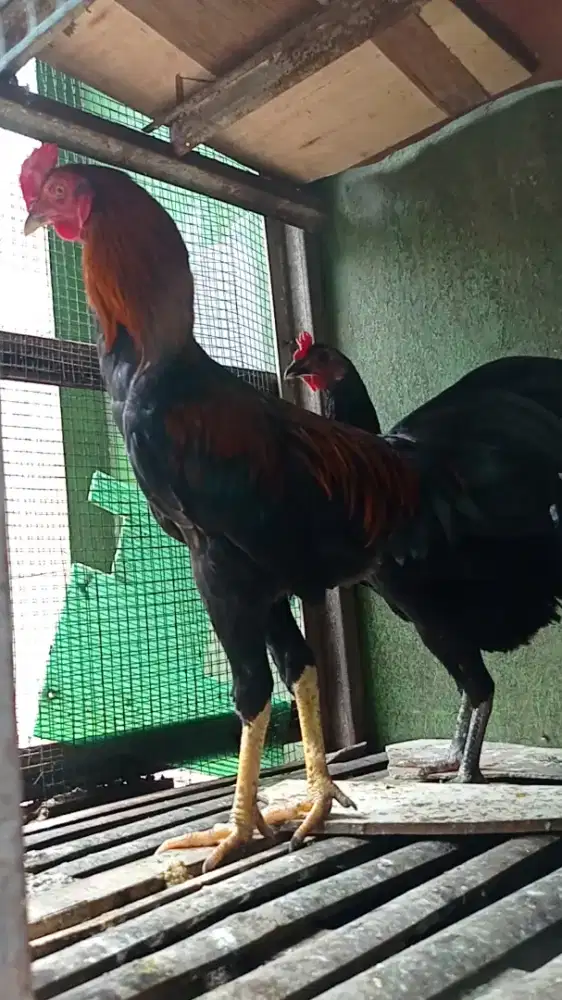 Ayam kampung hidup atau potong