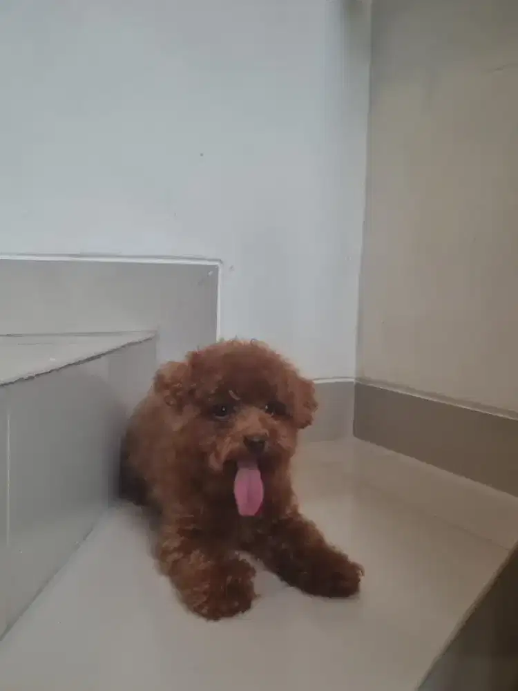 Toy poodle betina 7 bulan kecil