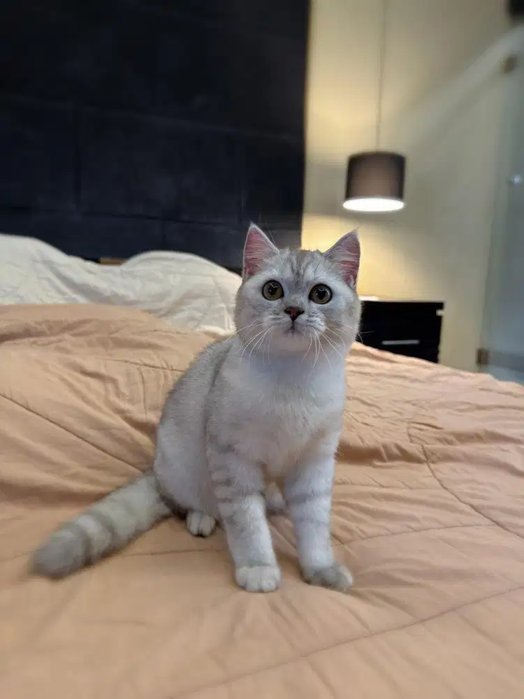 kucing british shorthair