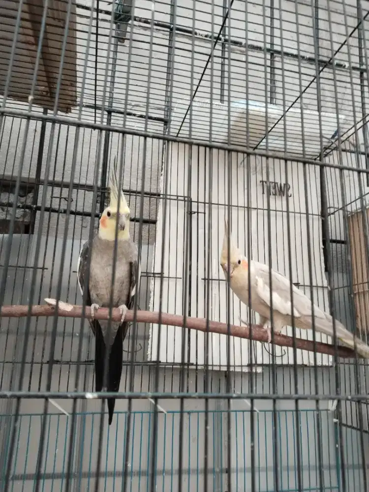 Sepasang burung falk Australia