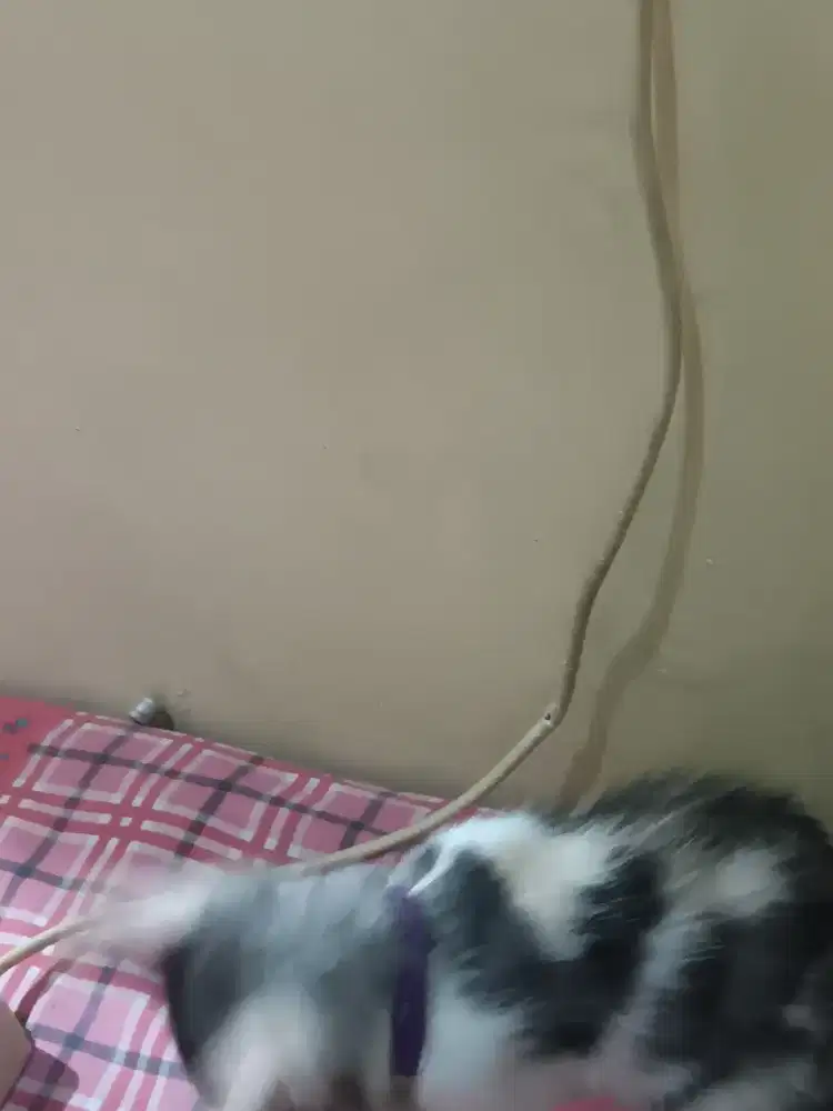 Open Adopsi Kucing Persia Mixdome + Kandang