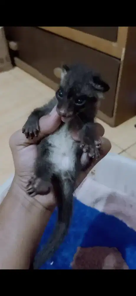 Musang pandan baby