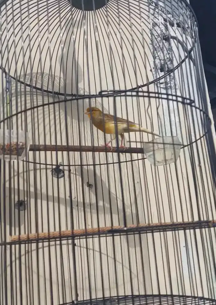 Kenari AF bon gereja gacor jual BURJA