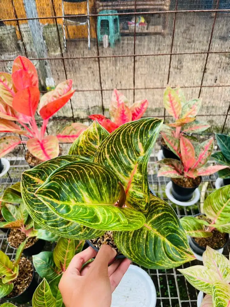 Tanamanhias Aglonema Marsha anjani