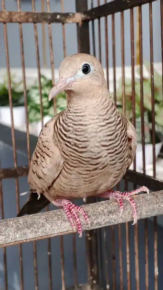 Perkutut Mega Mendung