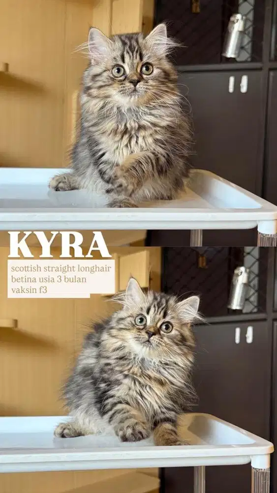 Scottish Straight Longhair Betina