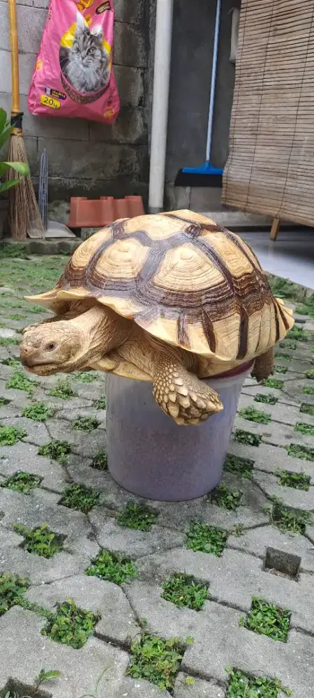 Kura2 SULCATA JANTAN 46 CM MURAH