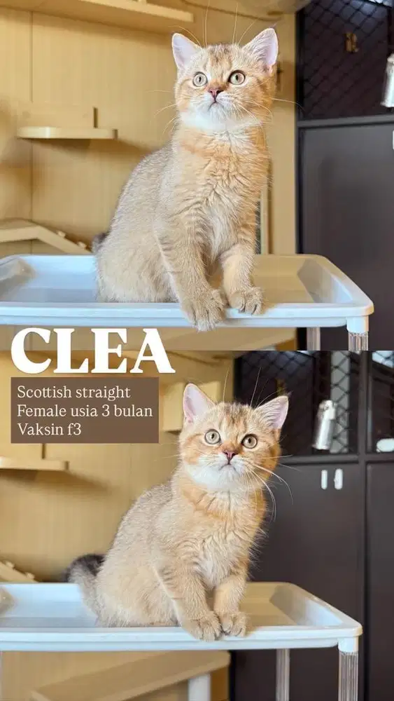 Scottish Straight Golden