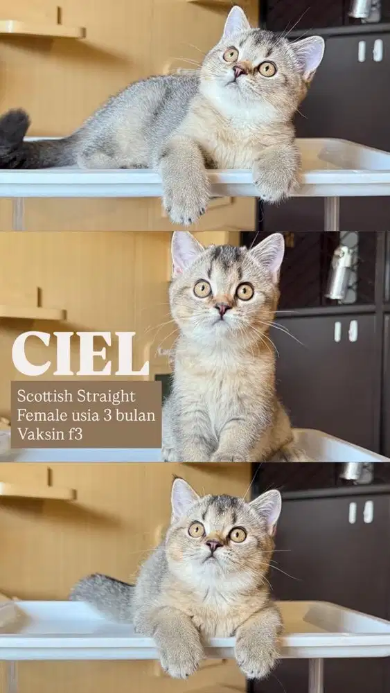 Scottish Straight Black Golden Ticked