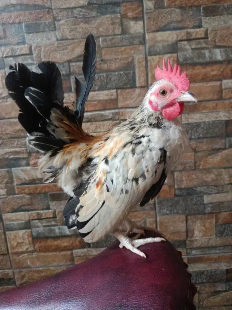 Serama Silangan  kate