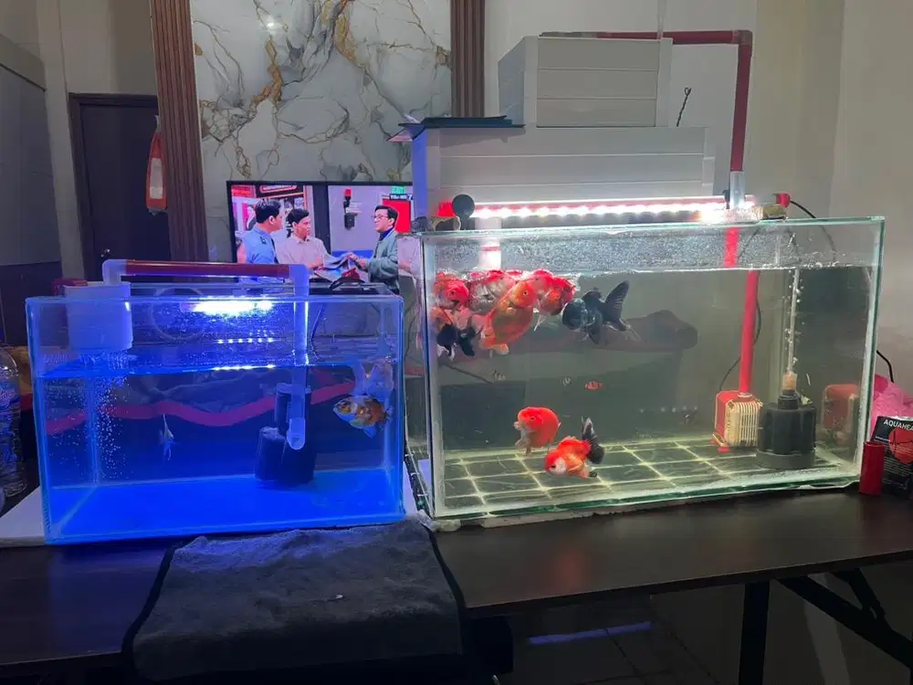 Aquarium Ikan tawar & laut