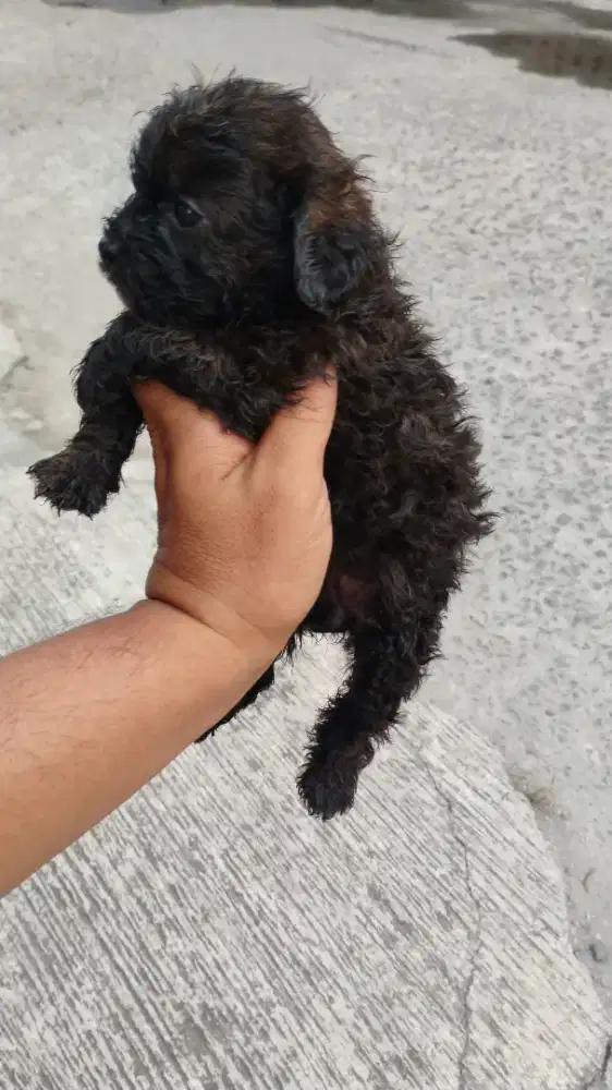 Puppy toy poodle choco betina