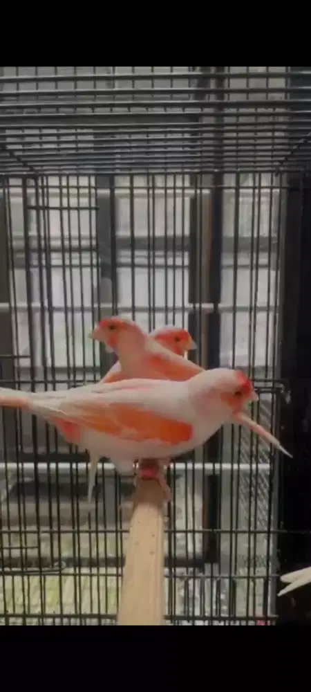 Kenari RedMozaik Gacor2 box25