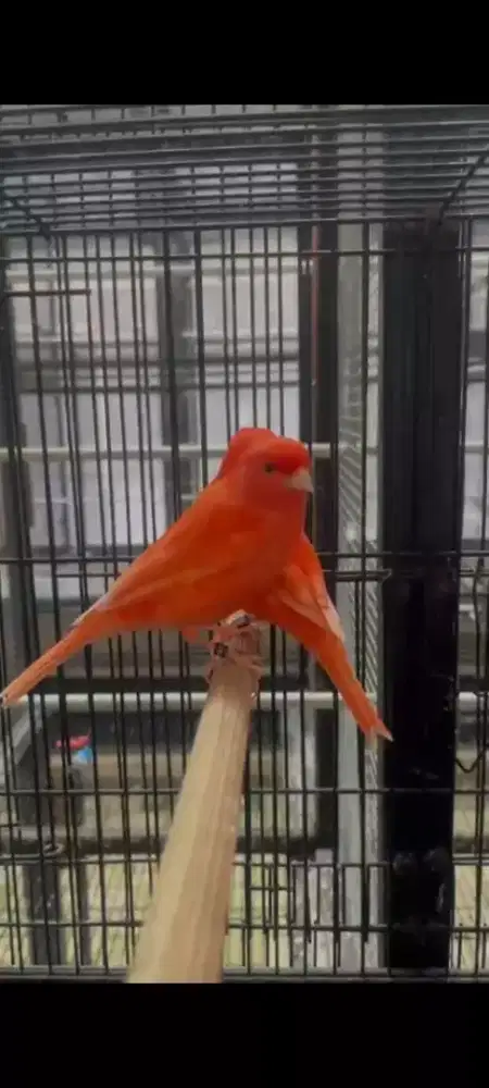 Kenari Red intensive Gacoorr2 Box25