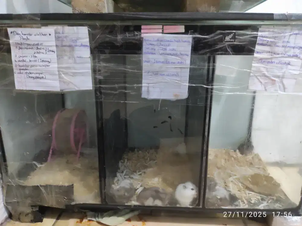 Jual aja hamster nya borongan/satuan