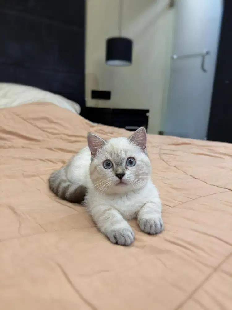 Kucing Munchkin British Shorthair FEMALE BSH SF