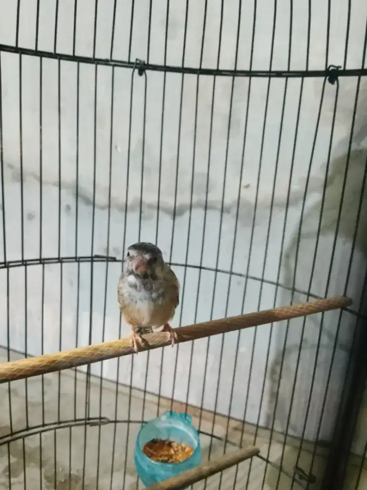 Blacktroat visual boswana