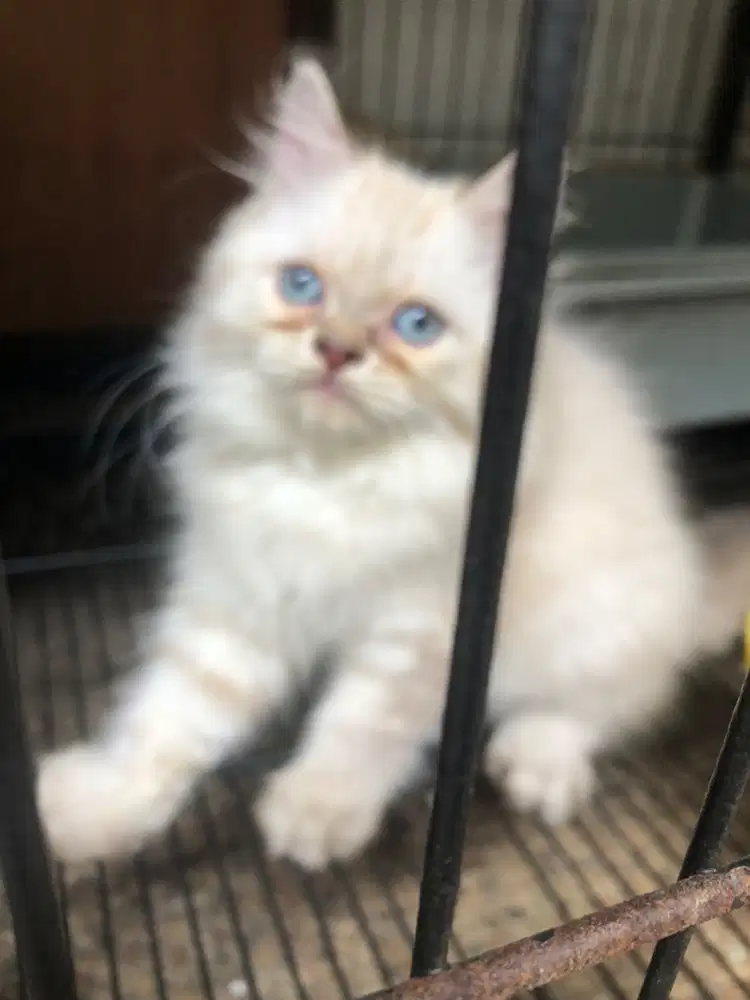 Kitten  himalaya putih