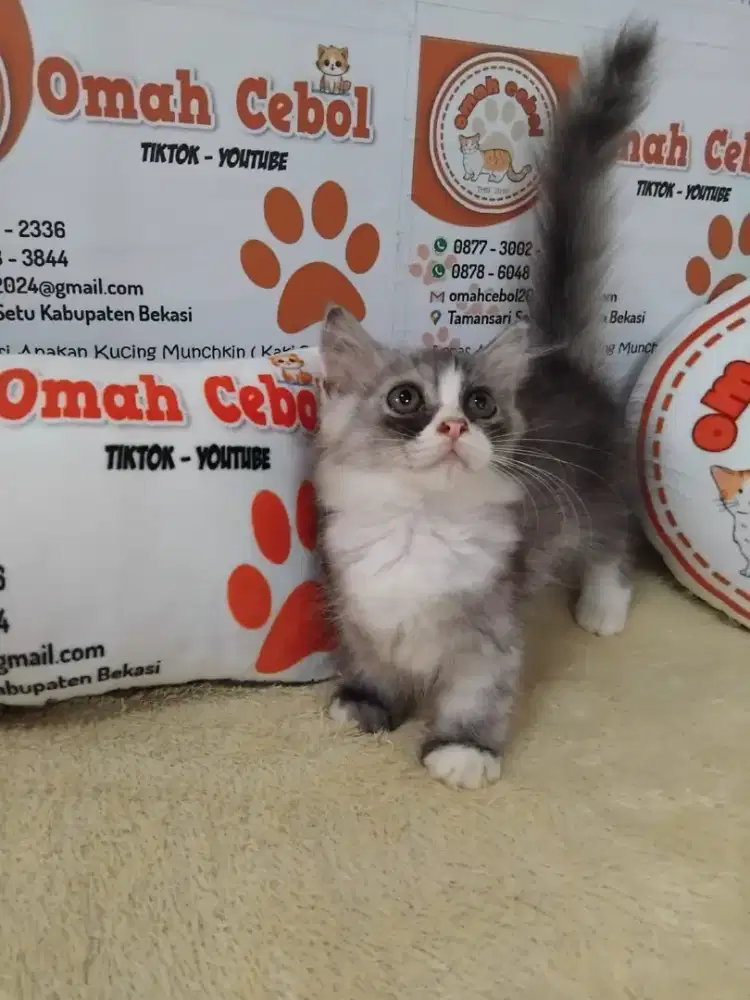 Kitten Munchkin Genetta Betina