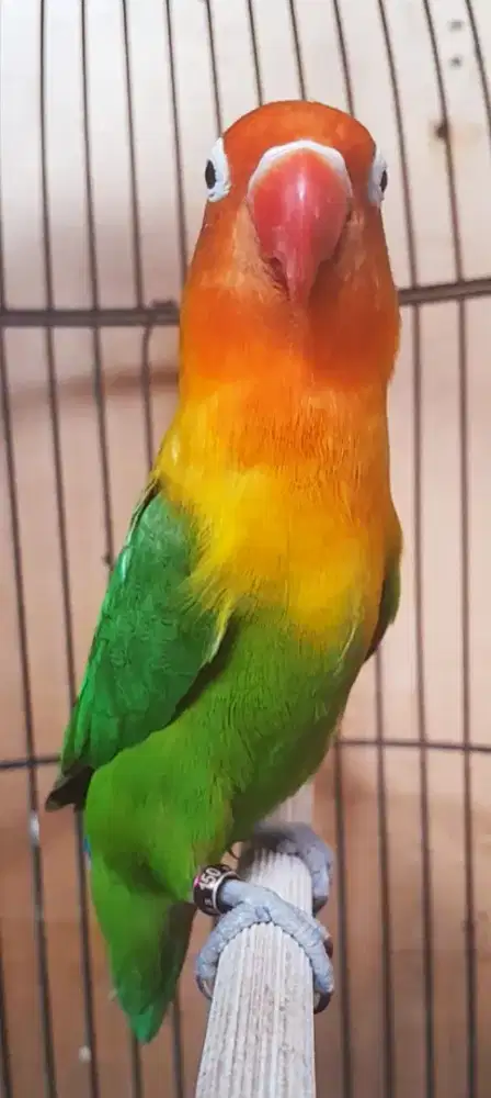 BURUNG LAKBET BETINA BODY BOHAY NGEKEK