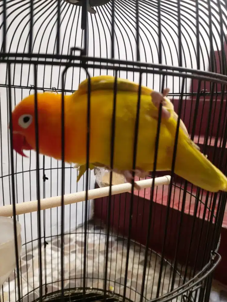 Burung lovebird pastel kuning