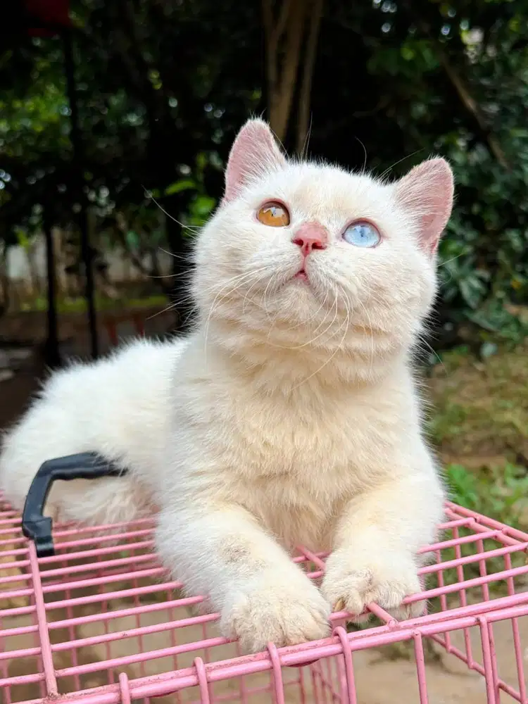 British odd eye jantan