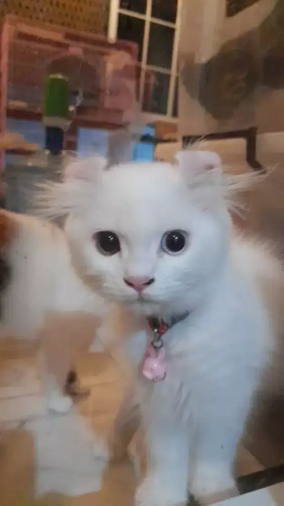 Kucing putih kingkalow