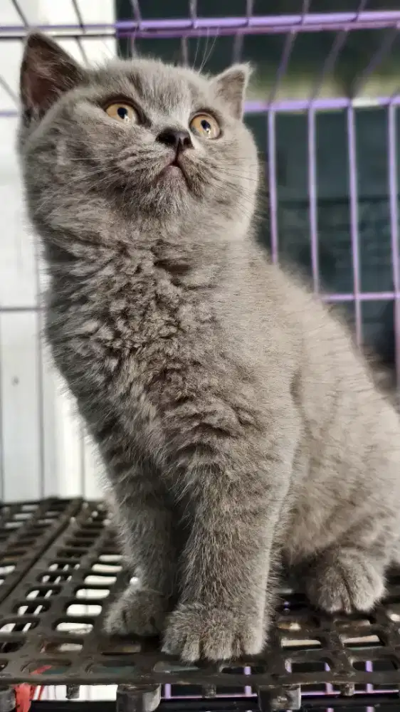 BSH male kitten