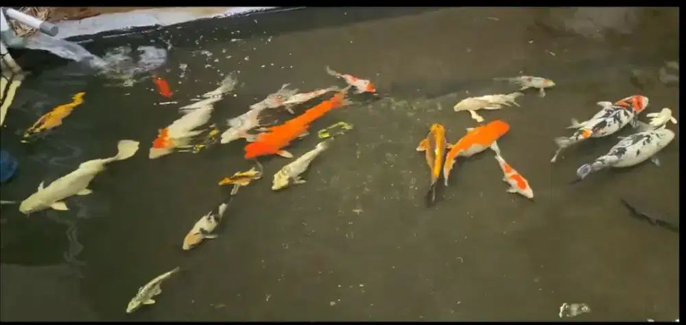 Jual koi sekolam angkut semua. Satuan ok juga