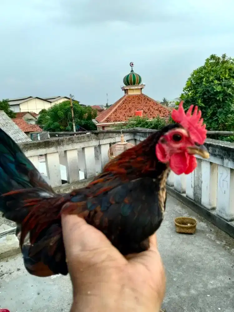 Ayam Serama jantan siap kawin