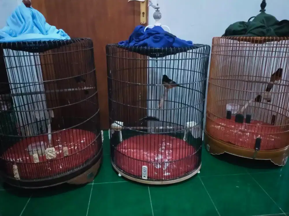 Murai Rawatan Borongan