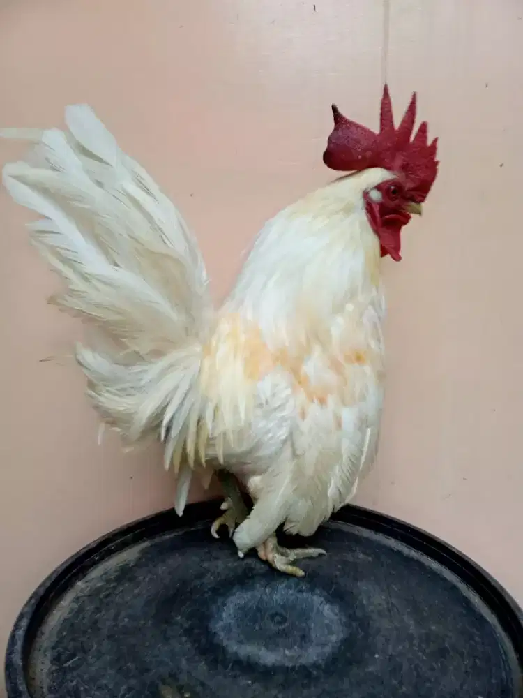 Empat ekor ayam kate