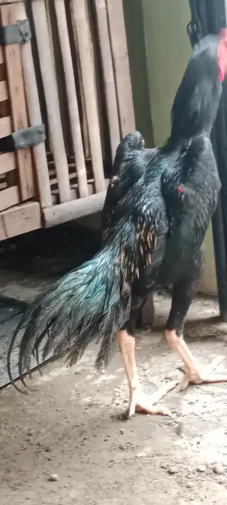Ayam Jantan BlackShamo