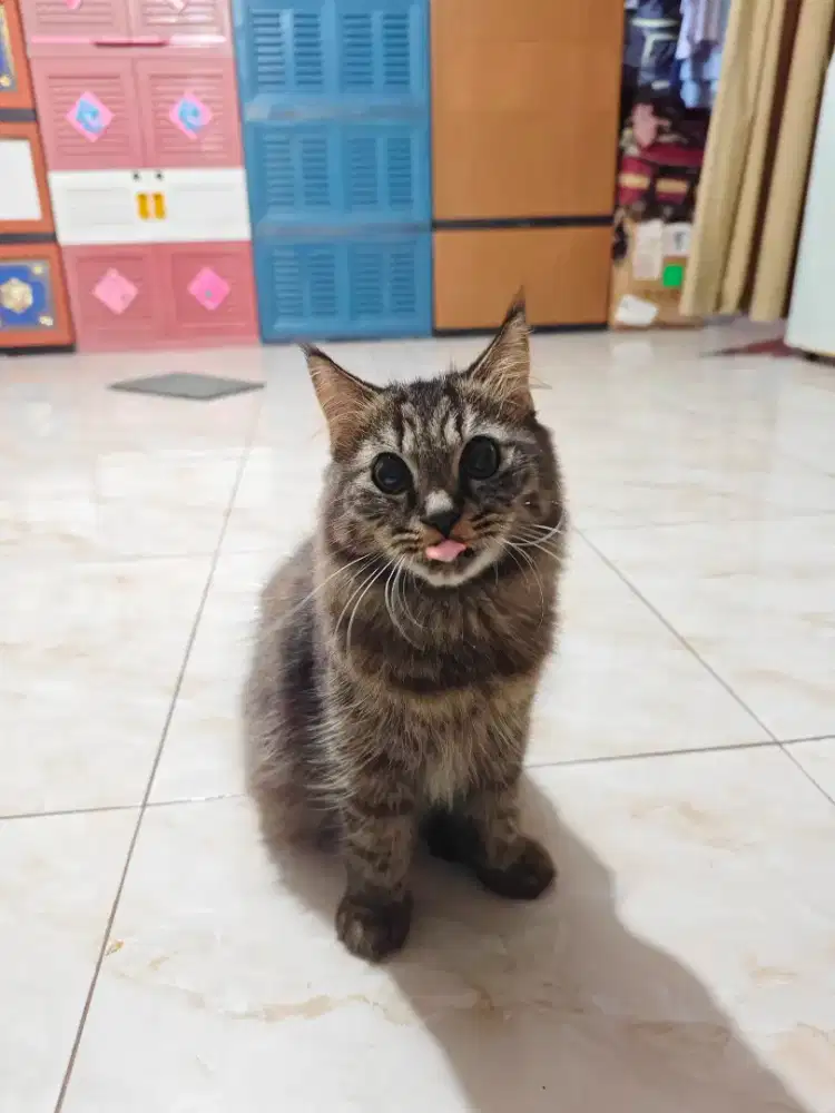 Kucing Persia Maincoon Jantan 6bln