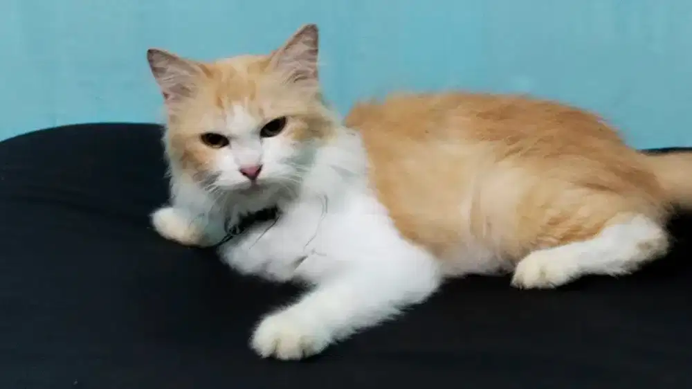 Open Adopsi Kucing Persia