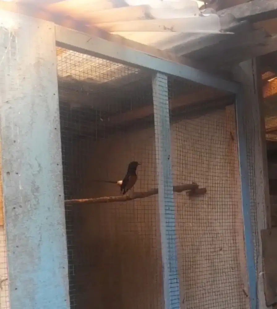 Murai batu Hutan no minus