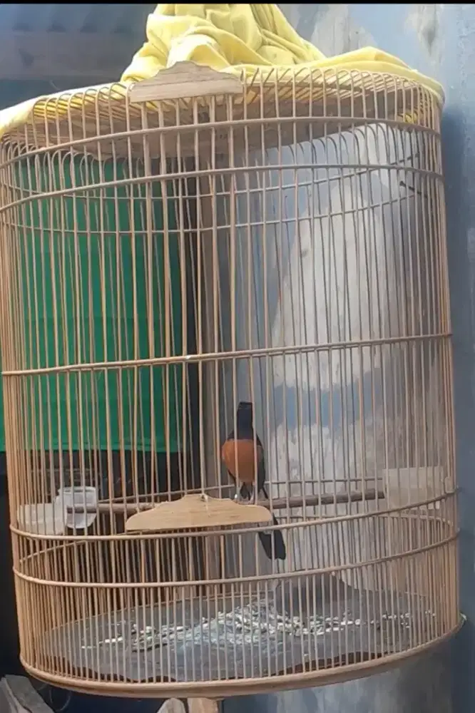 Murai batu lapangan F4 video ada