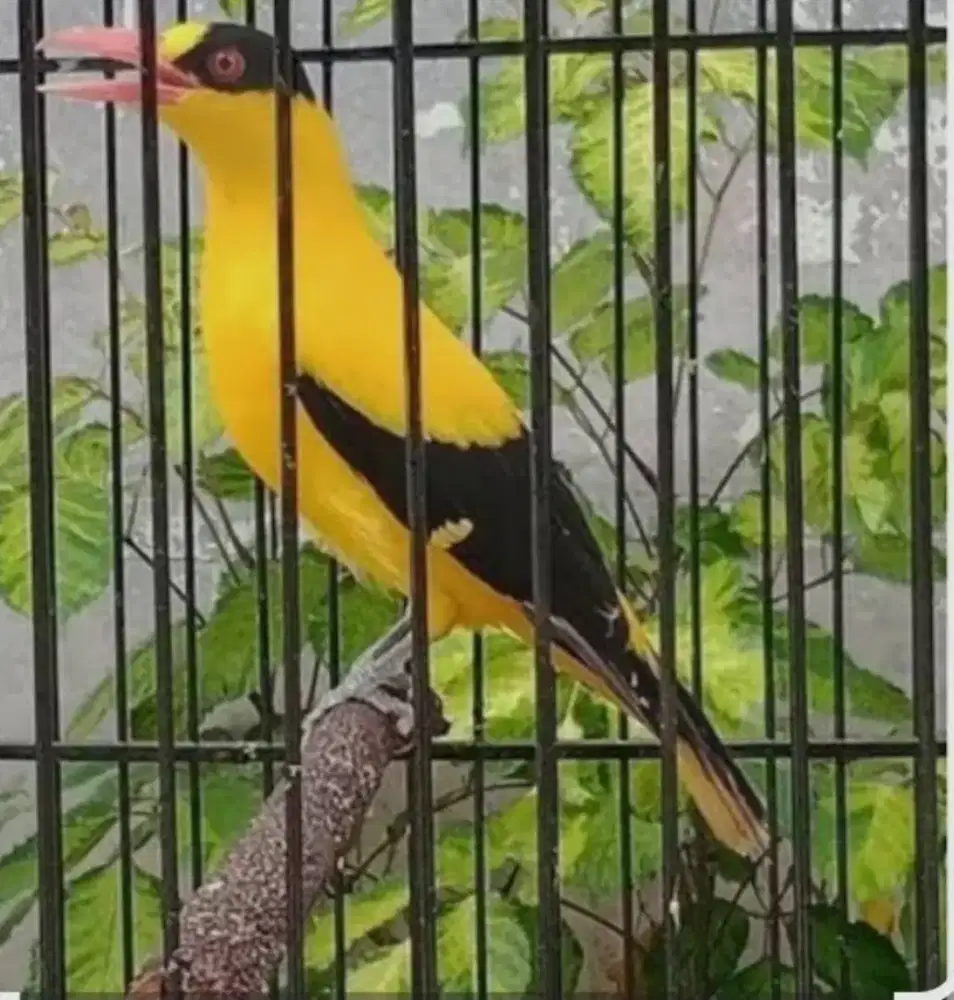 Burung kepodang udah rajin bunyi