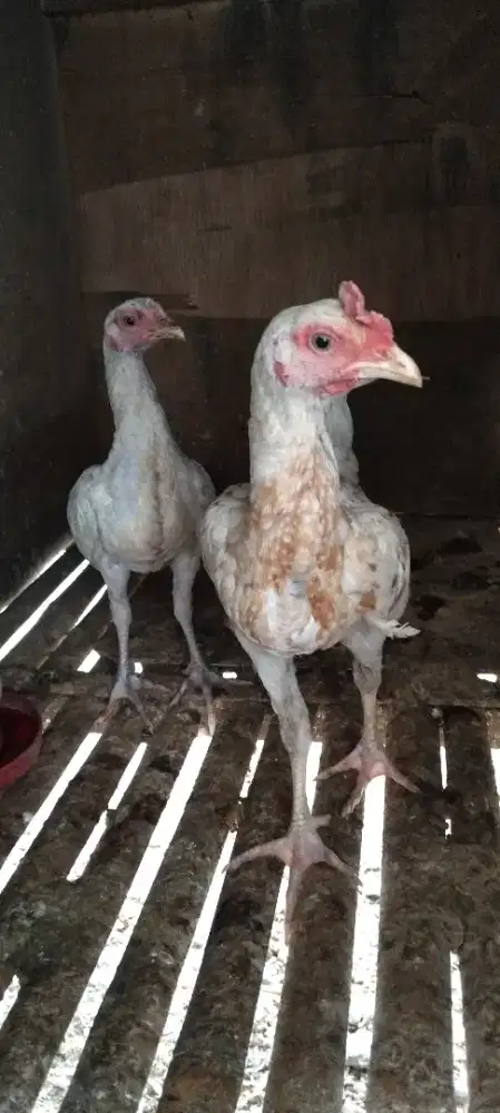 Sepasang Kub x bangkok