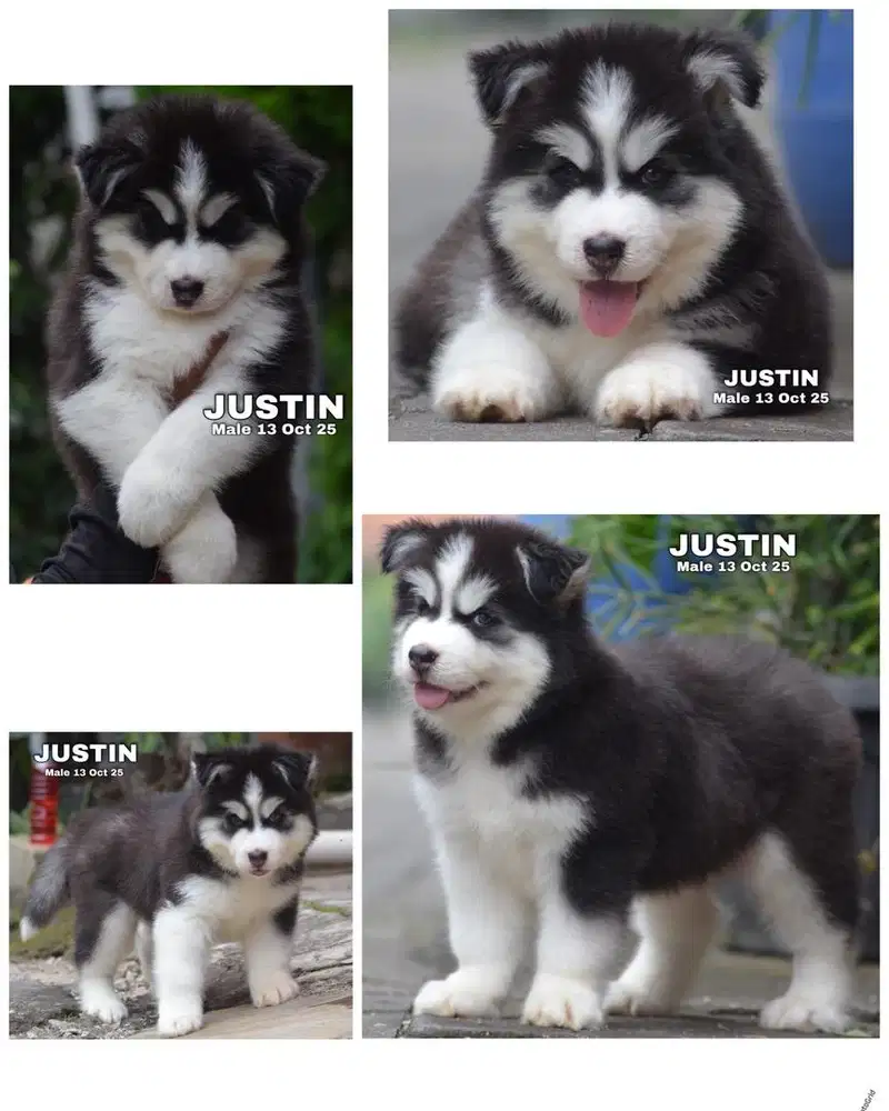 Siberian husky jantan stambum