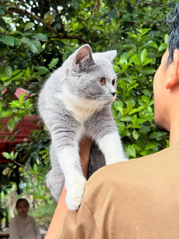 Bicolour 5 bulan betina