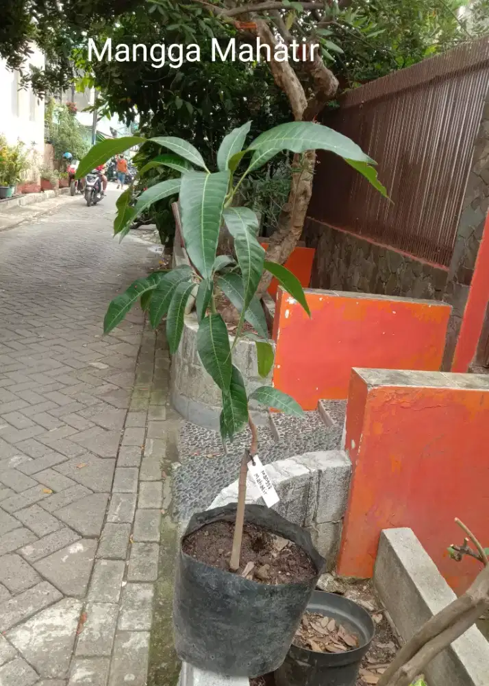 Tanaman Buah Mangga Mahatir