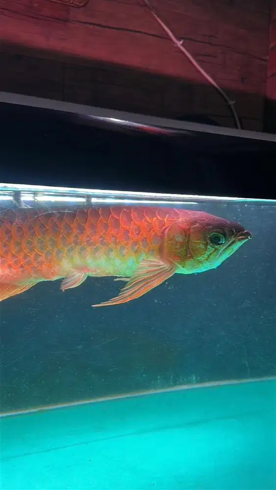 Arowana Super Red