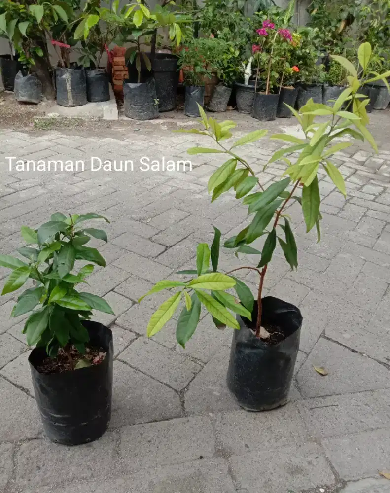 Tanaman Daun Salam Untuk Masak