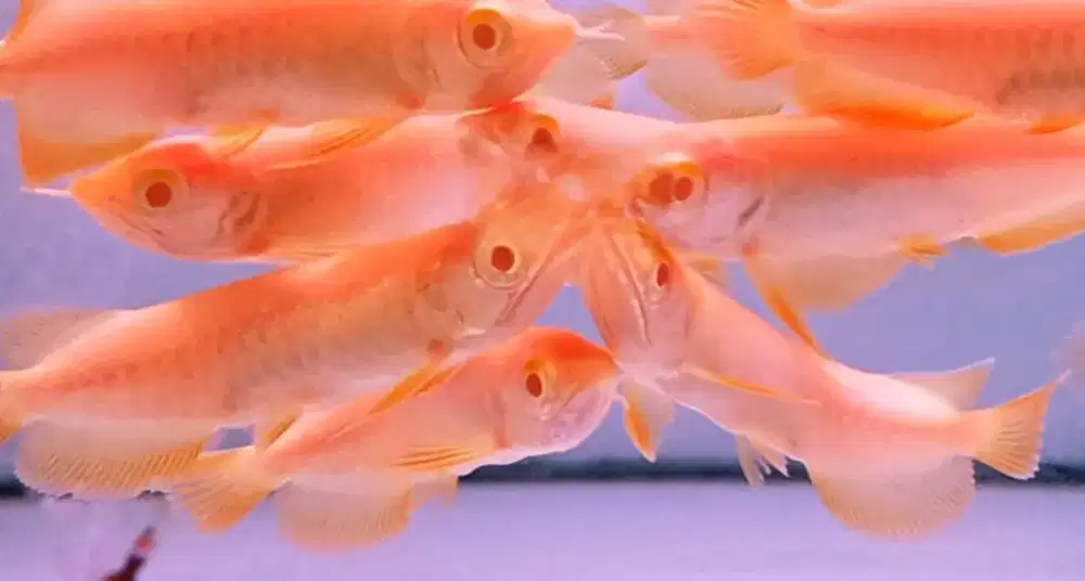 Arwana Crossback Albino