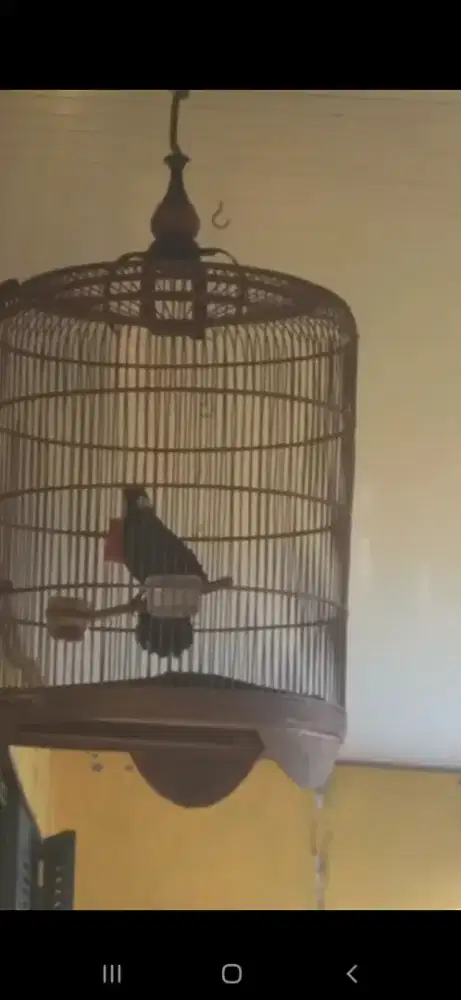 Poksay hongkong gacor buka ekor suara variai enak